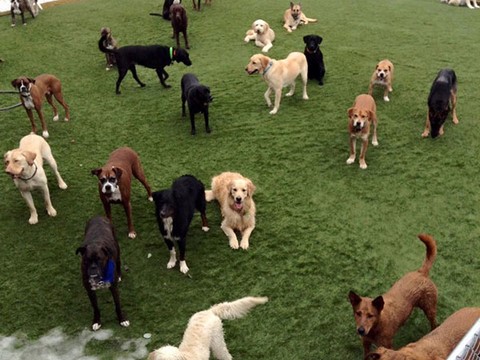 Doggie Daycare