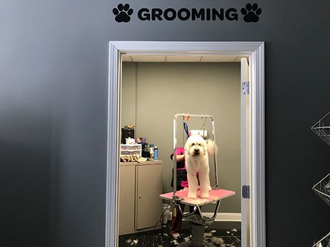 Dog Grooming